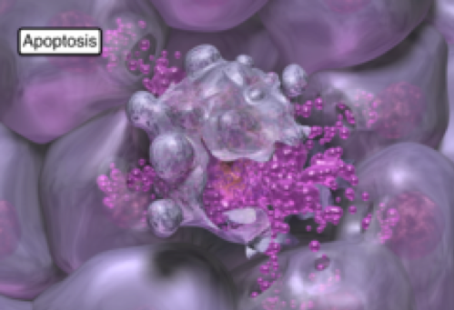 Apoptosis