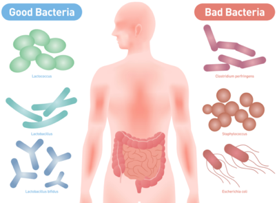 Prebiotic fiber supports healthy probiotic bacteria while junk food feeds harmful bacteria