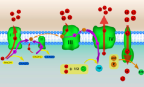 Electron Transport Chain for production of ATP energy in the mitochondria