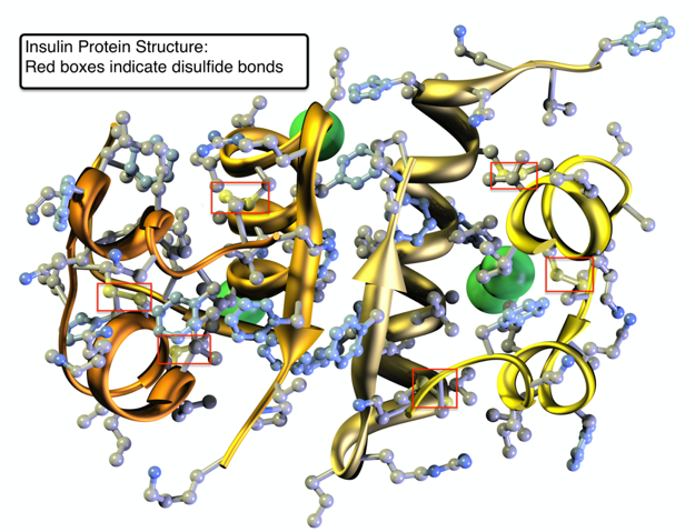 Insulin protein structure