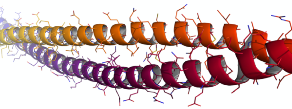 Keratin Double Helix Protein Structure in Hair Skin Fingernails and Toenails