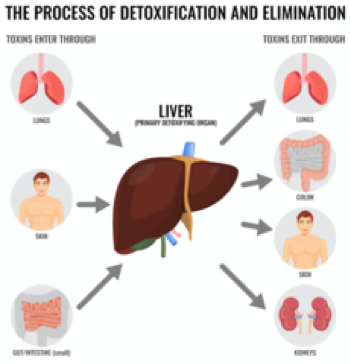 Liver Process of Natural Detox and Elimination