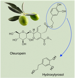 Oleuropein and Hydroxytyrosol molecules from olives