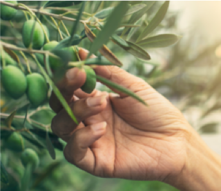 Picking olives