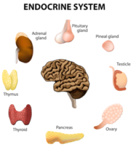Endocrine system