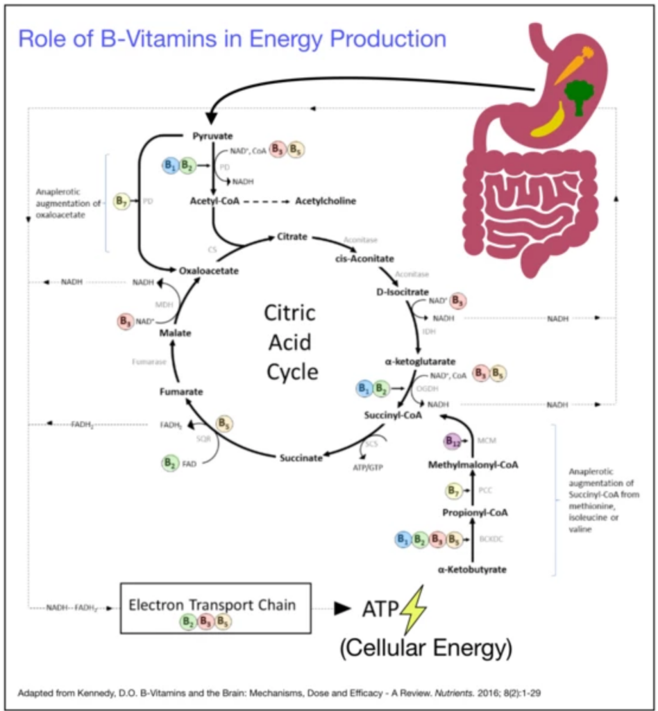 Role of B Vitamins in Citric Acid Cycle and Cellular Energy Production